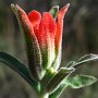 Wooly Indian Paintbrush (Castilleja foliolosa): Emerging red bracts on this native fuzzy bush.